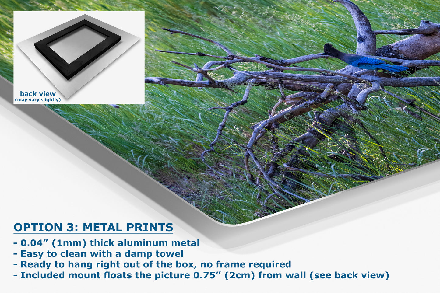 Steller Jay Wildlife Photography Print, Bird Wall Art, Nature Photography, Blue Bird Picture, Relaxing Dorm Room or Office Wall Art