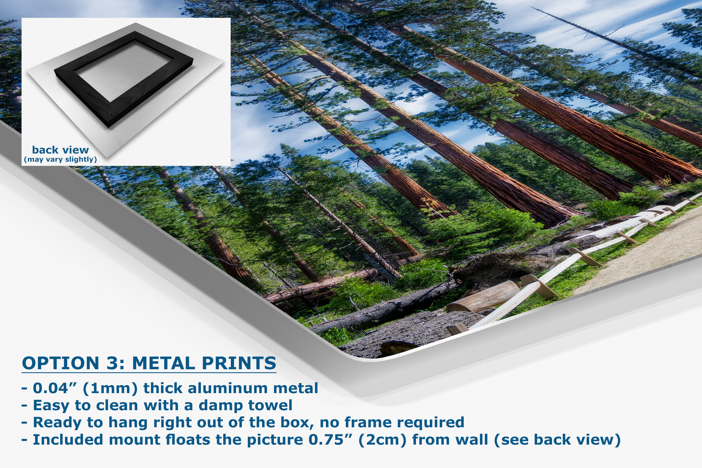 Giant Sequoia Tree Forest Picture Nature Photo, Redwood Trees Forest Bathing Decor, Relaxation Artwork for Home or Office