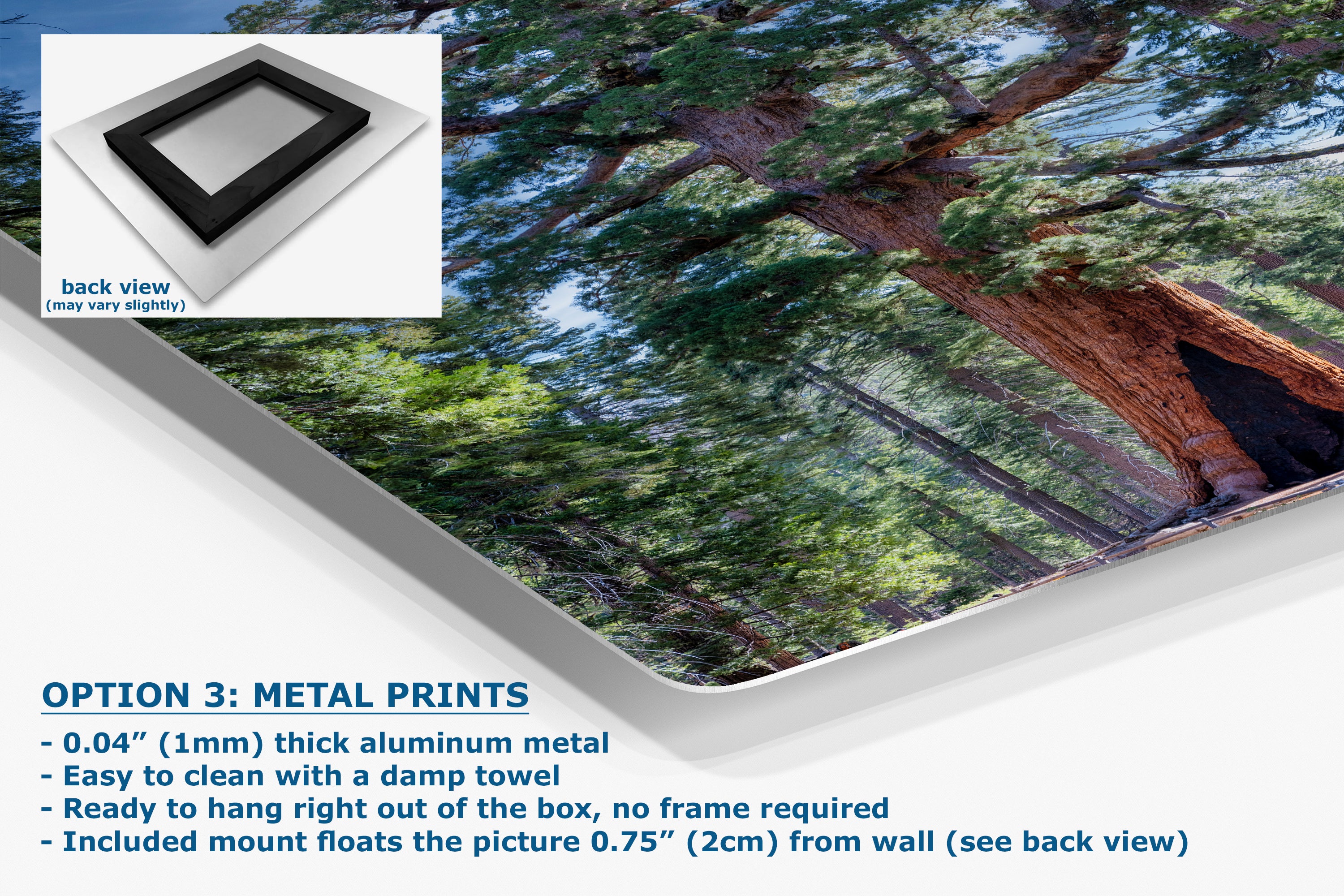 Giant Sequoia Tree Forest Picture Nature Photo, Yosemite Redwood Trees, Mariposa Grove Tree Hugger Decor, Forest Bathing for Relaxation