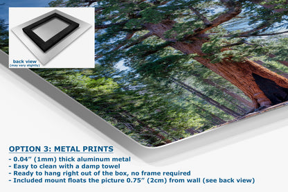 Giant Sequoia Tree Forest Picture Nature Photo, Yosemite Redwood Trees, Mariposa Grove Tree Hugger Decor, Forest Bathing for Relaxation