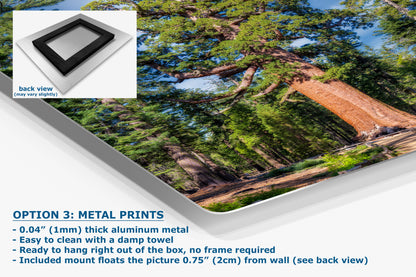 Giant Sequoia Tree Forest Picture Nature Photo, Yosemite Redwood Trees, Forest Bathing for Nature Lovers, House and Office