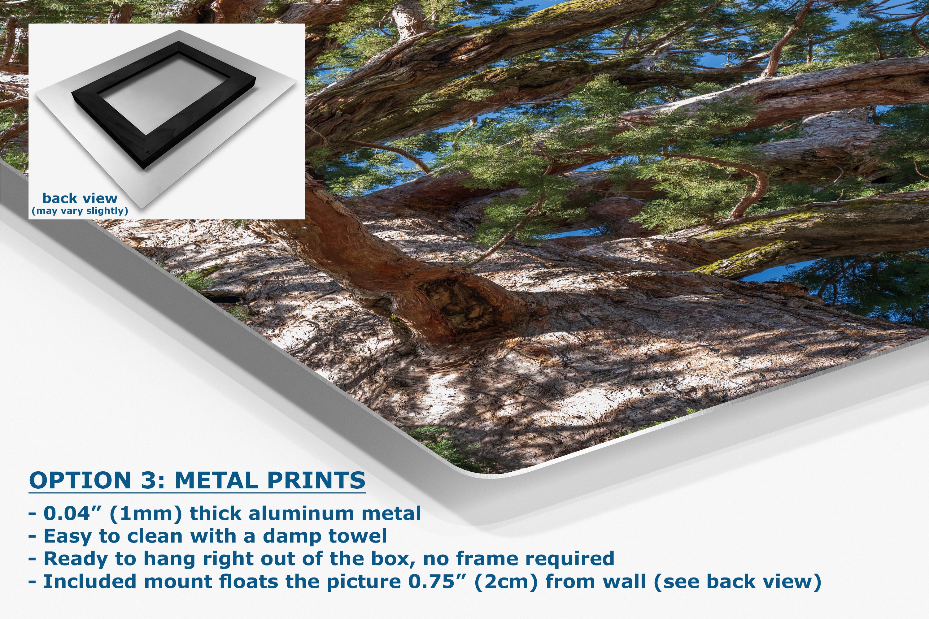 Giant Sequoia Tree Forest Picture Nature Photo, Yosemite Mariposa Grove Redwood Trees, Forest Bathing Relaxation Artwork for Nature Lovers