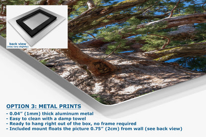 Giant Sequoia Tree Forest Picture Nature Photo, Yosemite Mariposa Grove Redwood Trees, Forest Bathing Relaxation Artwork for Nature Lovers