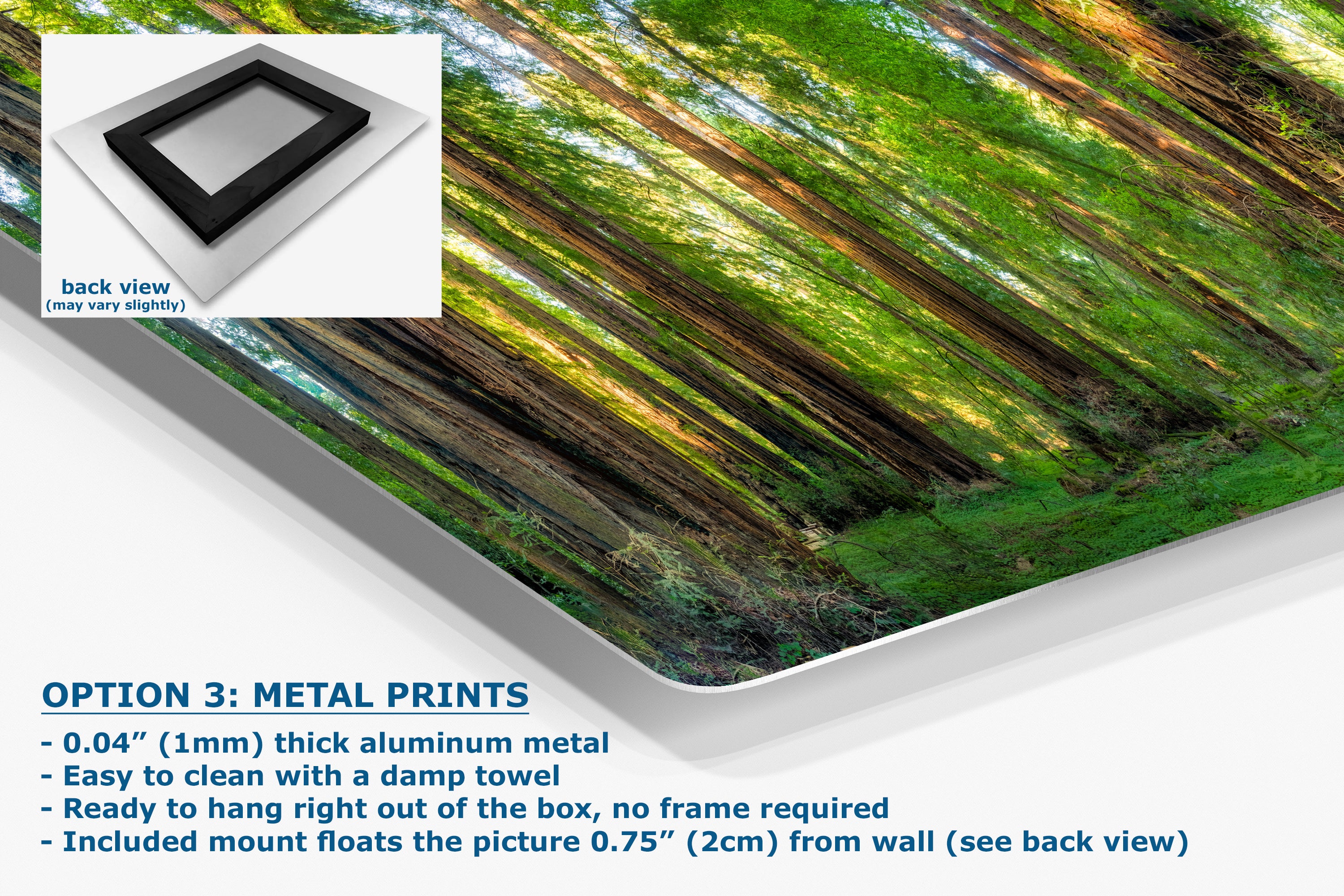 Redwood Trees Forest Picture Nature Photo, Forest Bathing Relaxation Artwork for Calming Meditation, Office and House Decor