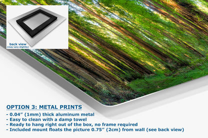 Redwood Trees Forest Picture Nature Photo, Forest Bathing Relaxation Artwork for Calming Meditation, Office and House Decor