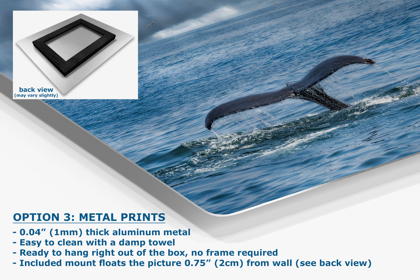 Humpback Whale Marine Mammal Wildlife Photography | Monterey Bay Ocean Scene Art Print for Nature Lovers and Marine Conservation Decor