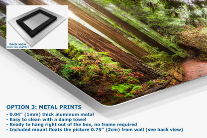 Redwood Trees Forest Picture Nature Photo, Forest Bathing in Muir Woods Wall Art for House Decor Gifts for Tree & Nature Lovers