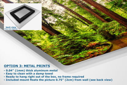 Redwood Trees Forest Picture Nature Photo, Forest Bathing House Decor, Relaxing Wall Art for Meditation, Home and Office