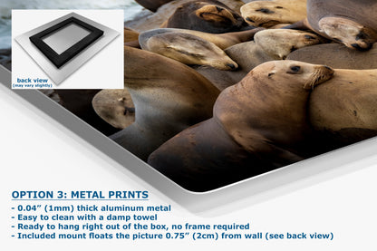 California Sea Lion Marine Mammal Wildlife Photography, Ocean Animals Wall Art, Nature Lover Gift, Marine Biology Artwork