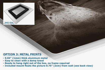 California Sea Lion Marine Mammal Wildlife Photography, Ocean Animals, Coastal House Decor, Nature Lover Gift, Marine Biology Artwork