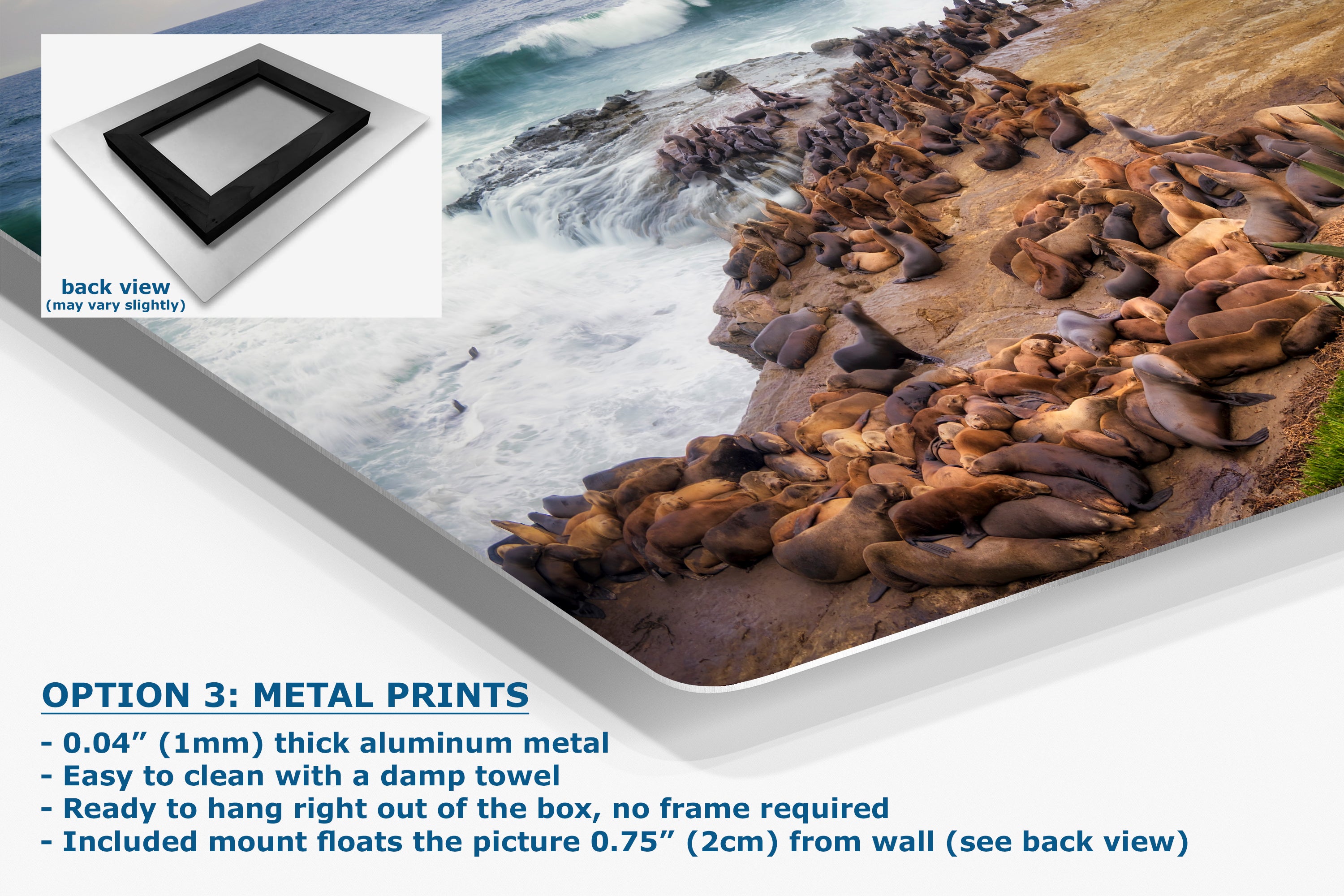 California Sea Lion Marine Mammal Wildlife Photography | Calming Nature Ocean Picture, Relaxation Artwork, La Jolla Coast, Nature Photo