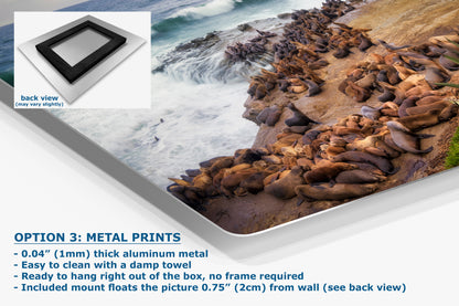 California Sea Lion Marine Mammal Wildlife Photography | Calming Nature Ocean Picture, Relaxation Artwork, La Jolla Coast, Nature Photo