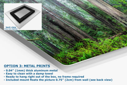 Redwood Trees Forest Picture Nature Photo, Forest Bathing in Misty California Redwoods Wall Art, for Relaxation in the Home and Office