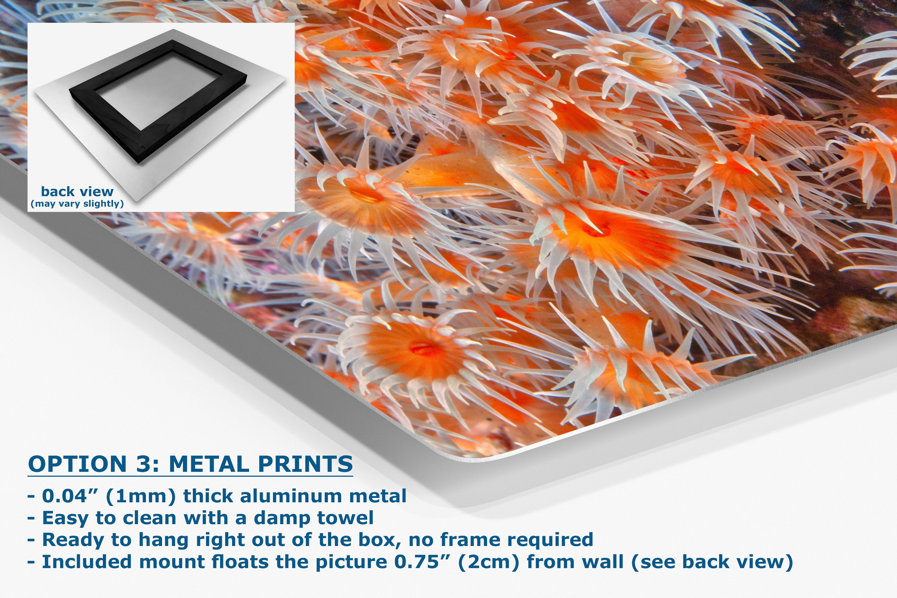 Sea Anemone Picture Ocean Life Underwater Scenery Nature Photo, Vibrant Coral Reef Wall Art, Marine Biology Gift for Ocean Lover