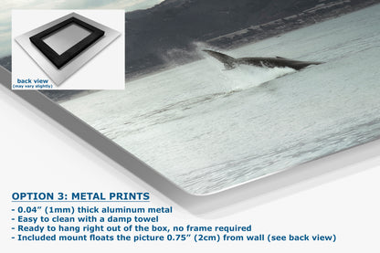 Humpback Whale Marine Mammal Wildlife Photography, Ocean Nature Art, Marine Conservation, Dolphin & Sea Life Gift, House Decor