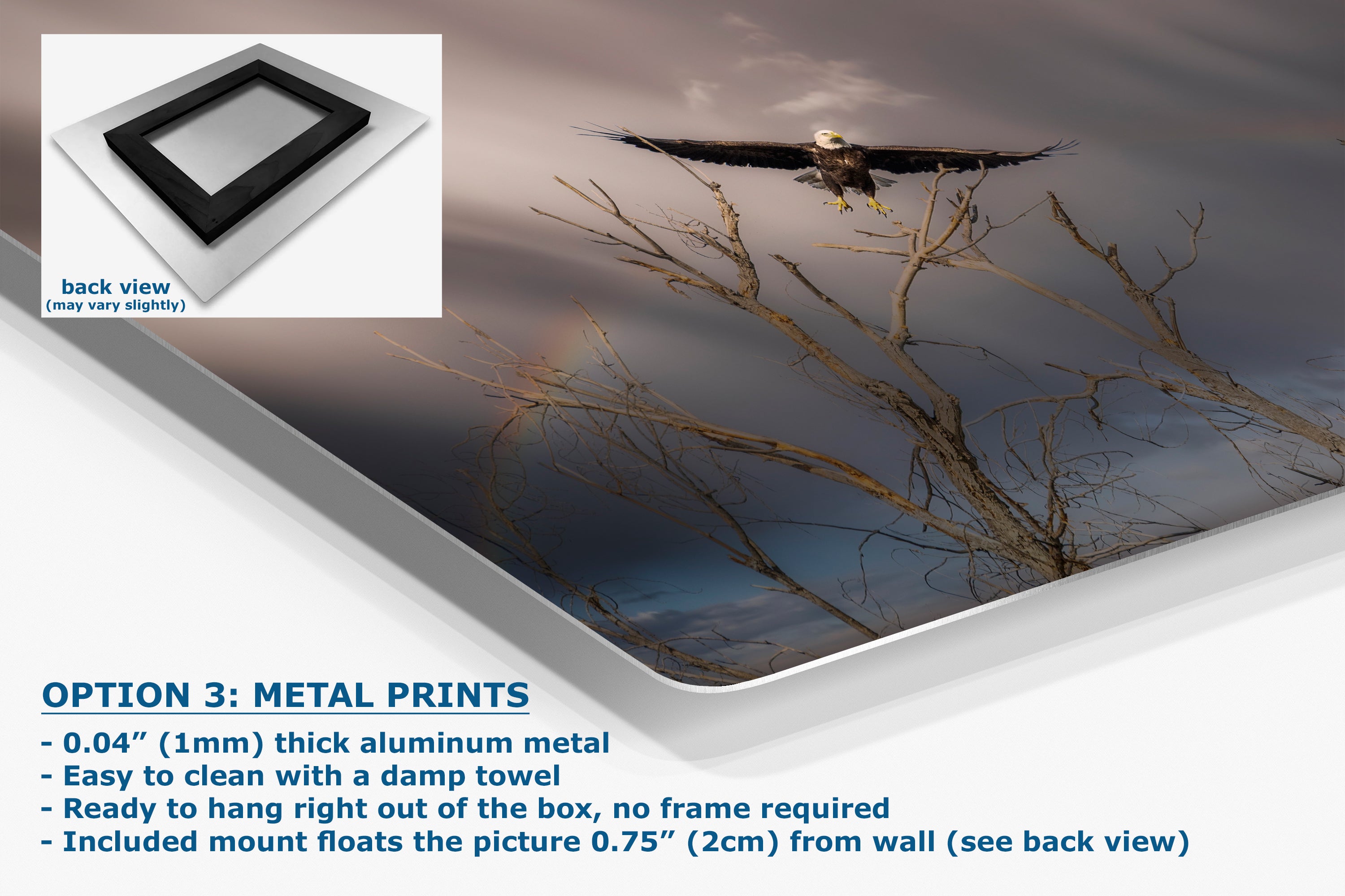 Soaring Bald Eagle Picture Wildlife Photography Wall Art, Nature Photo, Bird Photography, Rustic Cabin Decor, Office or Dorm Room Wall Decor