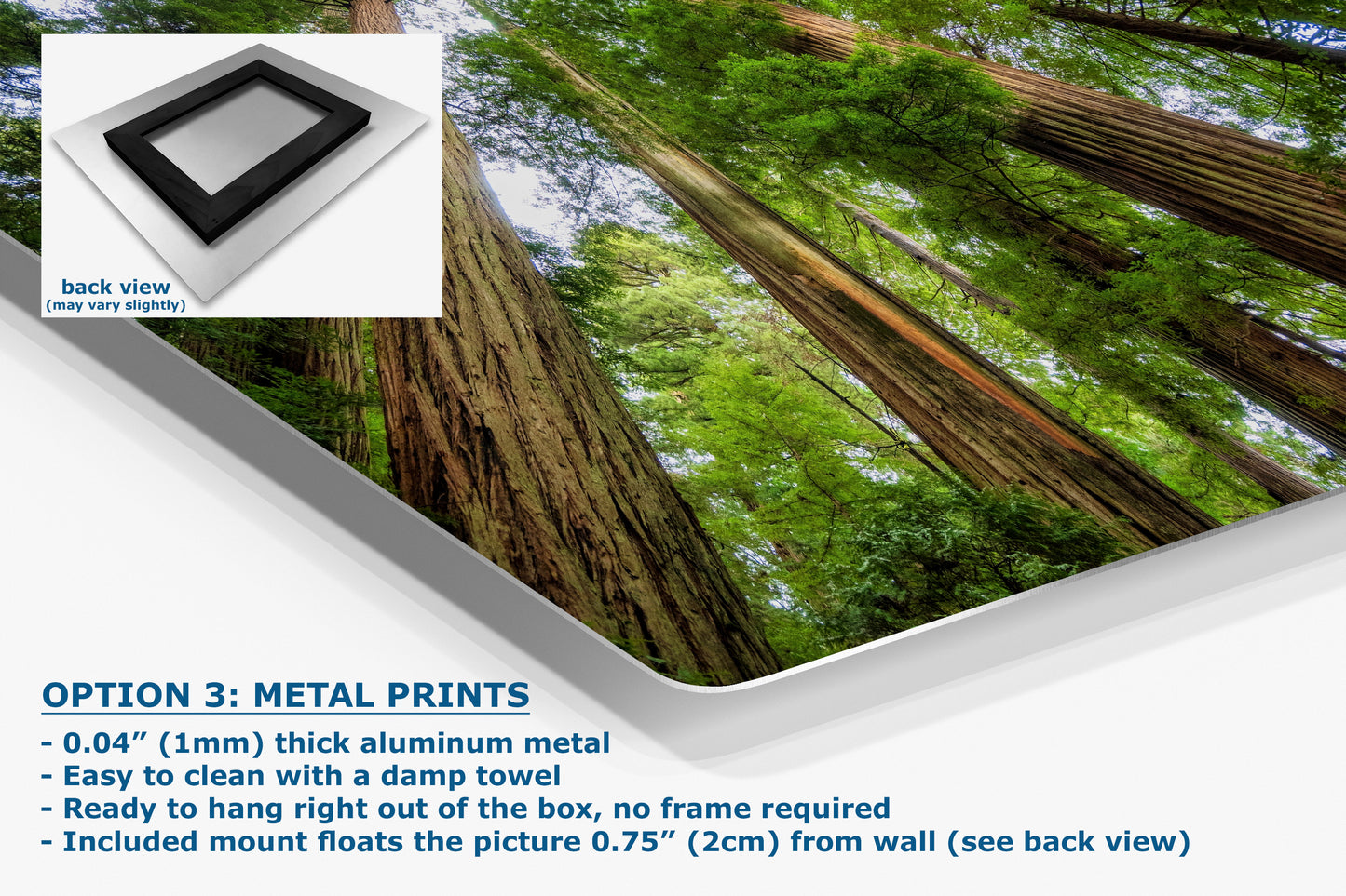 Redwood Trees Forest Picture Nature Photo | Forest Bathing Relaxation Decor for Meditation, House, and Office