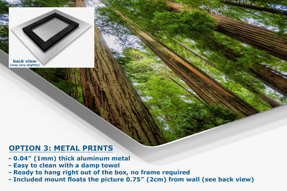 Redwood Trees Forest Picture Nature Photo | Forest Bathing Relaxation Decor for Meditation, House, and Office