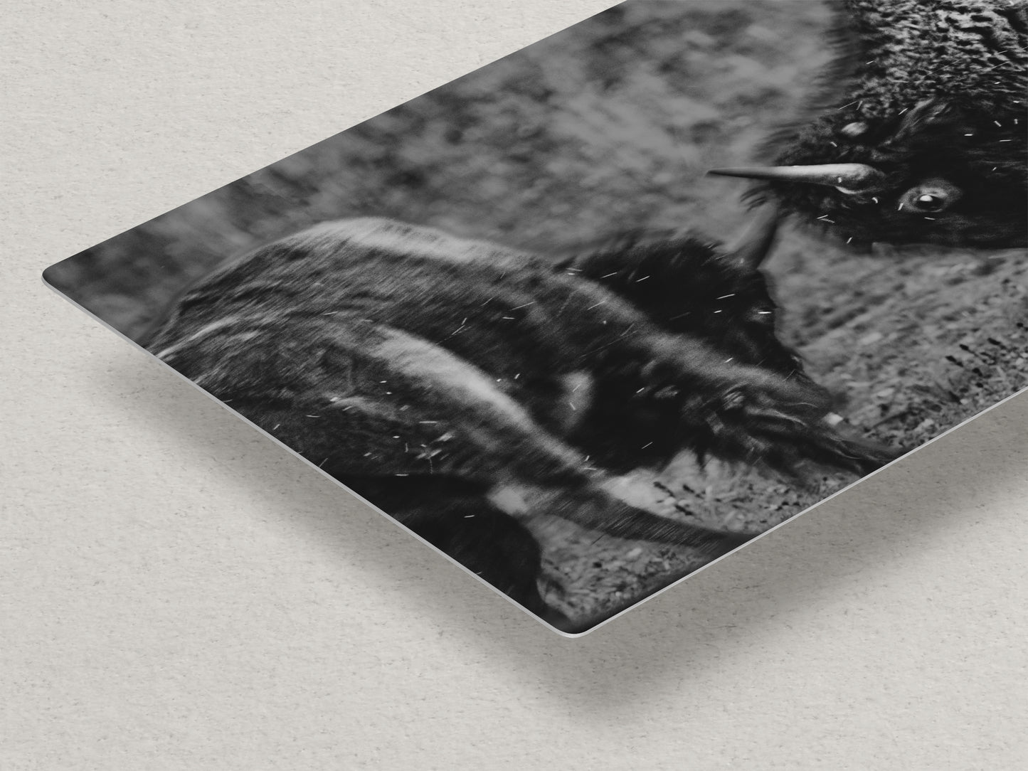 Buffalo Artwork Wildlife Photography, Black and White Bison Wall Decor, Rustic Cabin Animal Print, Nature Wall Art for Home or Office