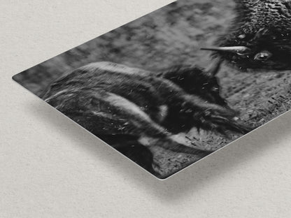 Buffalo Artwork Wildlife Photography, Black and White Bison Wall Decor, Rustic Cabin Animal Print, Nature Wall Art for Home or Office