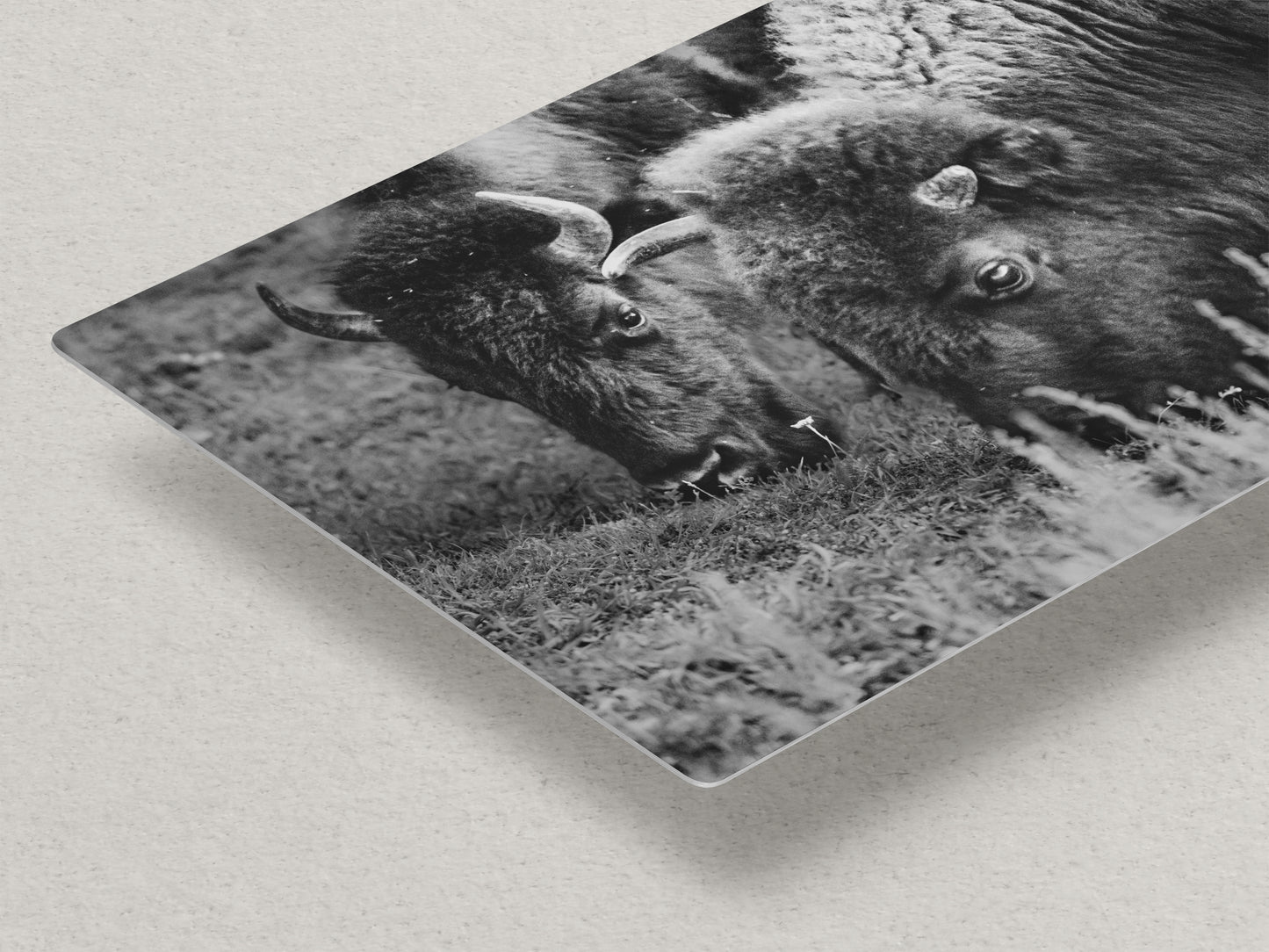 Grazing Buffalo Artwork Wildlife Photography, Black and White Bison Wall Decor, Rustic Cabin Animal Print, Nature Wall Art for Home or Office