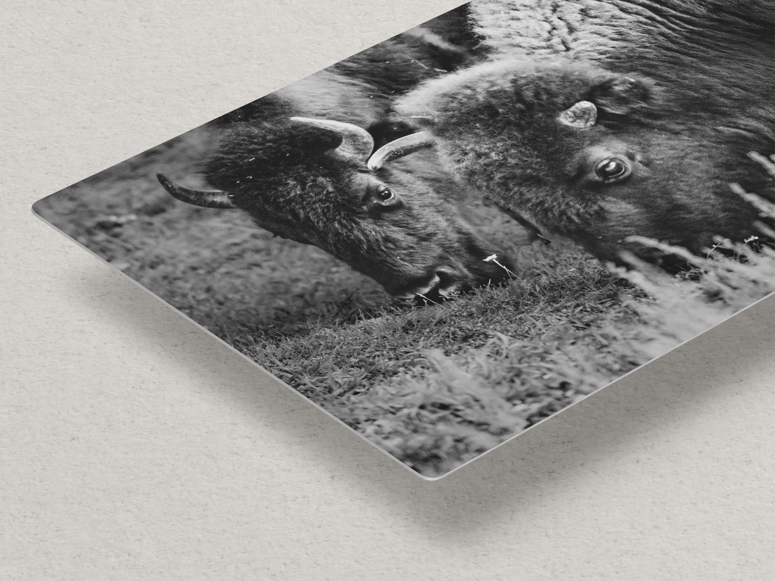 Grazing Buffalo Artwork Wildlife Photography, Black and White Bison Wall Decor, Rustic Cabin Animal Print, Nature Wall Art for Home or Office