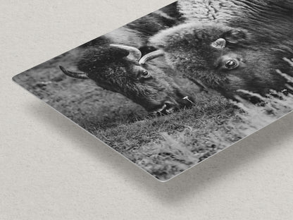 Grazing Buffalo Artwork Wildlife Photography, Black and White Bison Wall Decor, Rustic Cabin Animal Print, Nature Wall Art for Home or Office