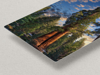 Giant Sequoia Tree Art, Redwood Forest Picture, Nature Photo Inspired Wall Decor