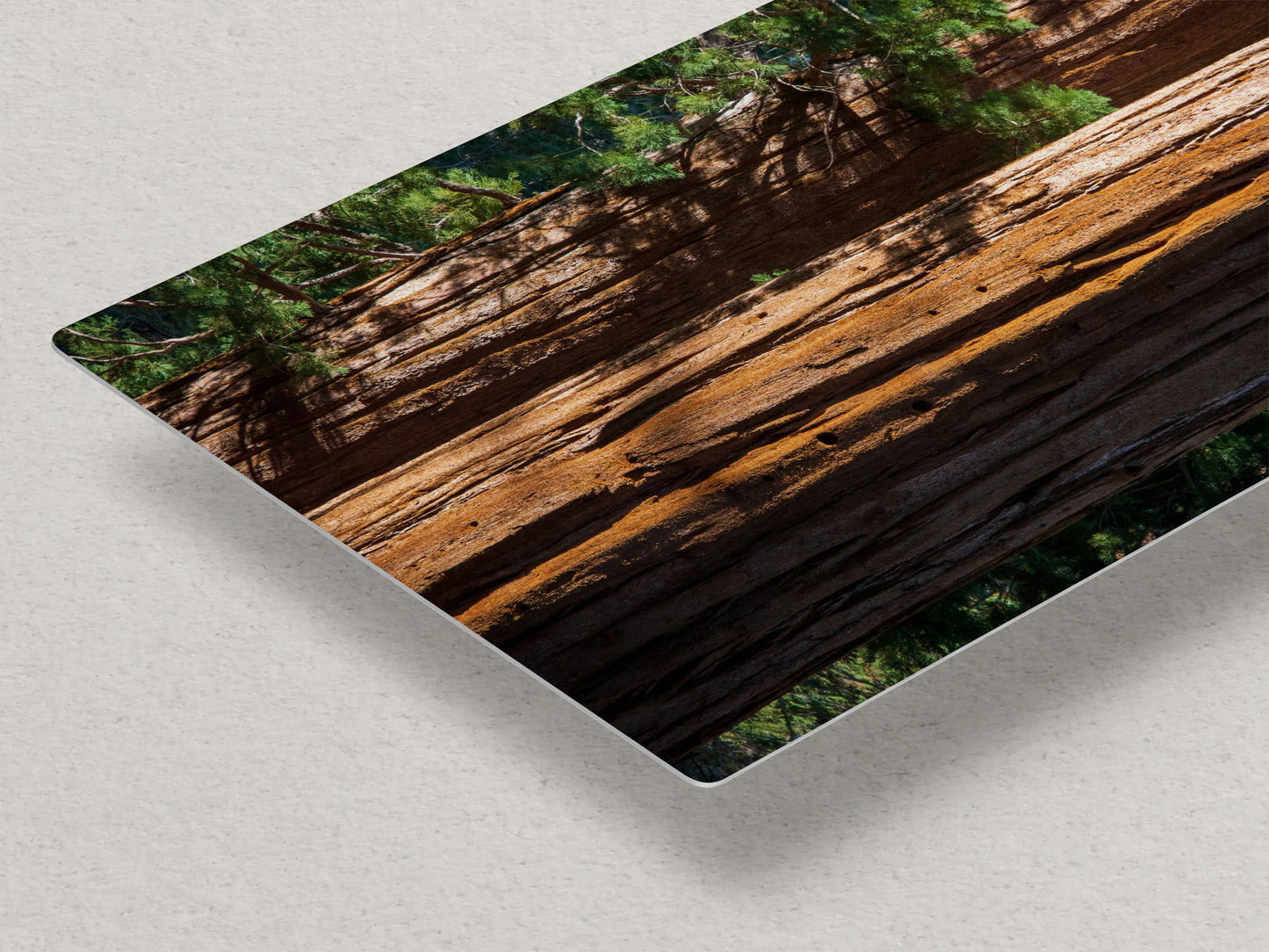 Giant Sequoia Tree Forest Picture Nature Photo, Redwood Trees Wall Art, Forest Bathing National Park Poster, Relaxation Decor