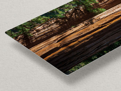 Giant Sequoia Tree Forest Picture Nature Photo, Redwood Trees Wall Art, Forest Bathing National Park Poster, Relaxation Decor