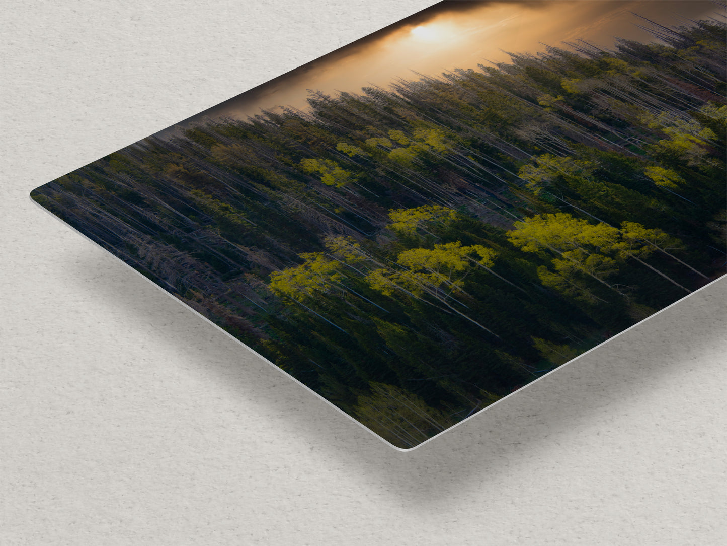 Aspen Tree Forest Picture Nature Photo, Forest Bathing Relaxation Artwork Dopamine Decor for Meditation, Bedroom, Living Room, and Office