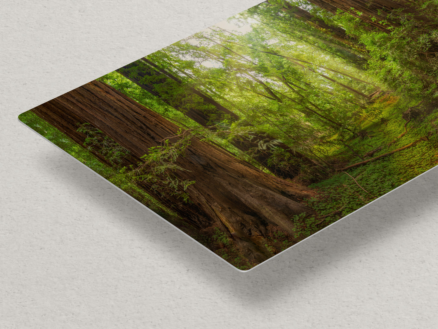 Redwood Tree Wall Art - Panoramic Forest Picture Nature Photo