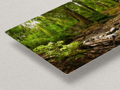 Redwood Trees Forest Picture Nature Photo, Forest Bathing in Santa Cruz California Coast Wall Art, Relaxing Artwork for House Decor & Office