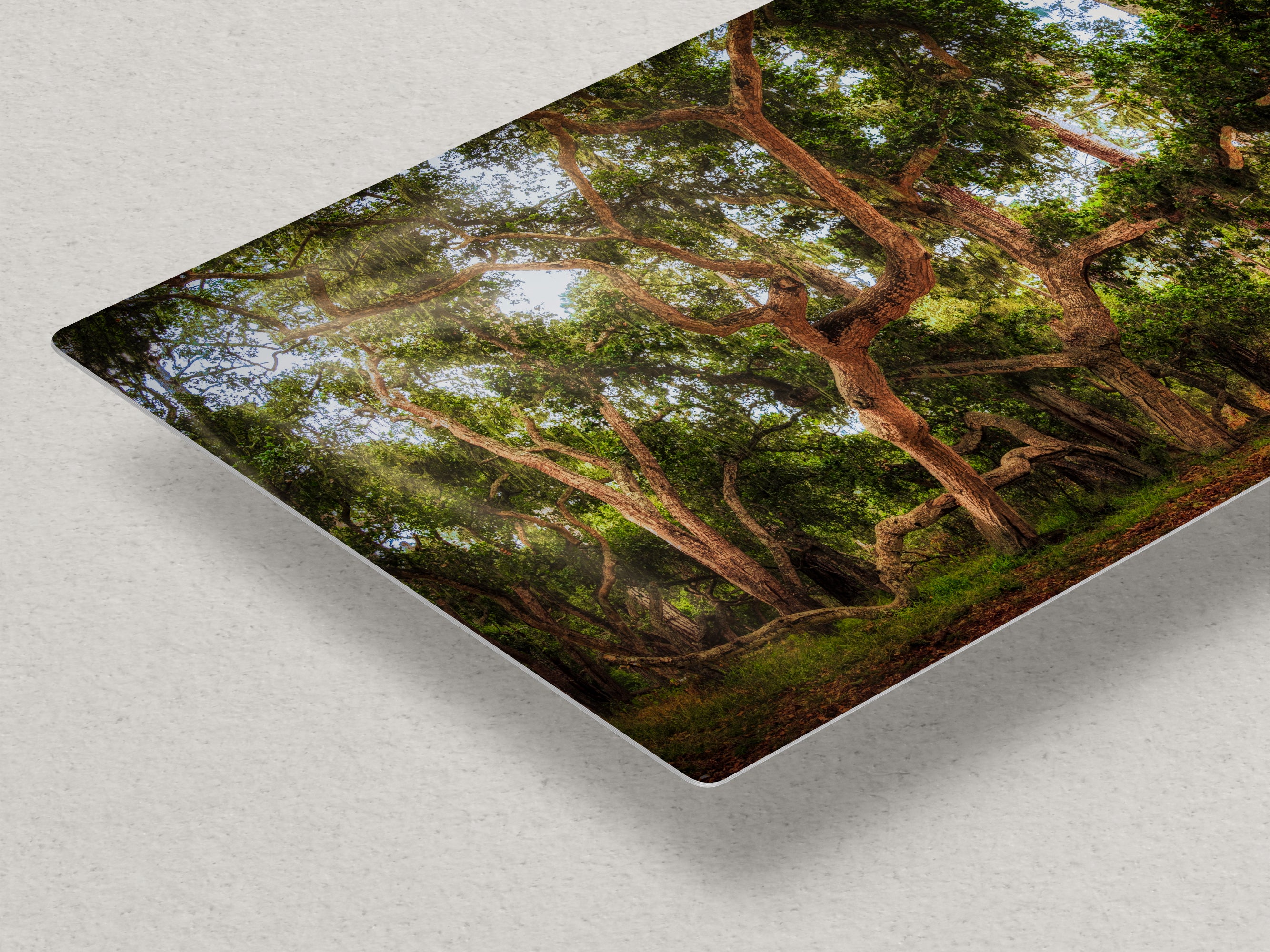 Coast Live Oak Forest Picture Nature Photo House Decor, Forest Bathing for Meditation, Relaxation, Dorm Room Decor