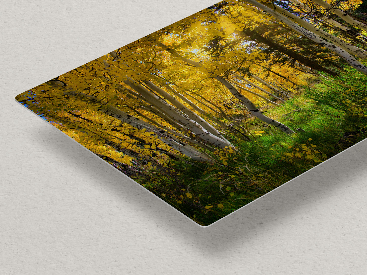 Aspen Tree Forest Picture Nature Photo, Forest Bathing Relaxation Artwork, Fall Colors Autumn for Meditation, Office and House Decor