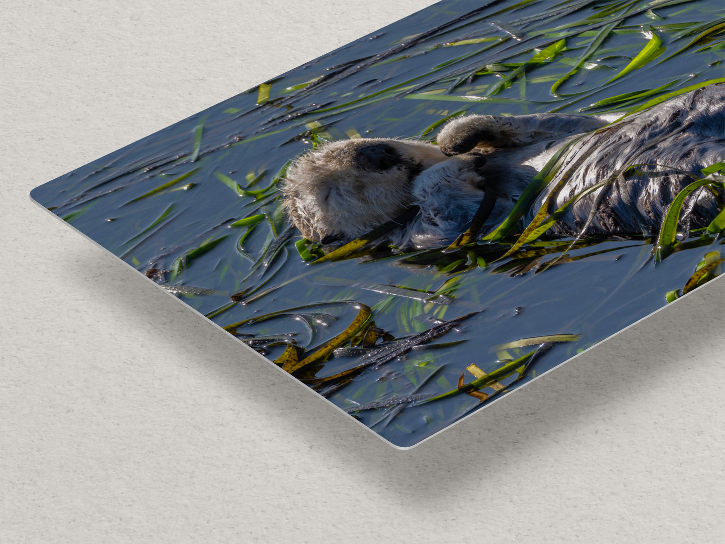 Sea Otter Picture Marine Mammal Wildlife Photography, Relaxing Nature Art Print, Ocean Scene, Dorm Room Decor, Animal Photography