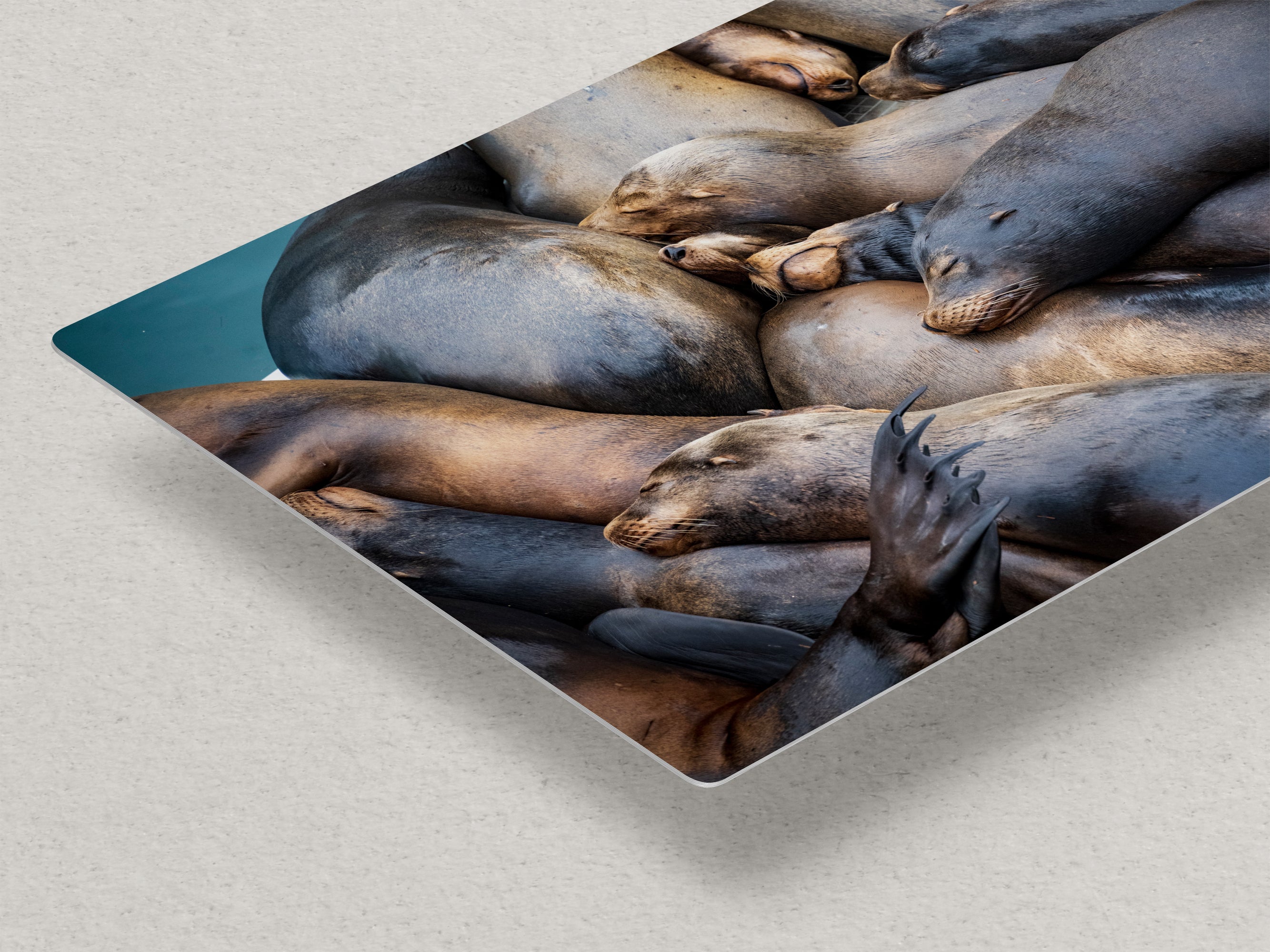 California Sea Lion Marine Mammal Wildlife Photography Wall Art - Ocean Animals Nursery Decor Coastal Home Artwork, Marine Biology Print