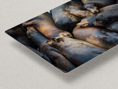 California Sea Lion Marine Mammal Wildlife Photography, Ocean Animals Nursery Decor, Relaxation Artwork for Beach-Themed Rooms