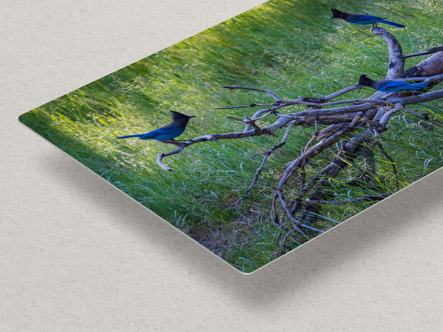 Steller Jay Wildlife Photography Print, Bird Wall Art, Nature Photography, Blue Bird Picture, Relaxing Dorm Room or Office Wall Art