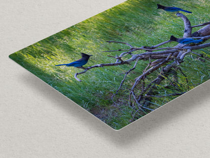 Steller Jay Wildlife Photography Print, Bird Wall Art, Nature Photography, Blue Bird Picture, Relaxing Dorm Room or Office Wall Art