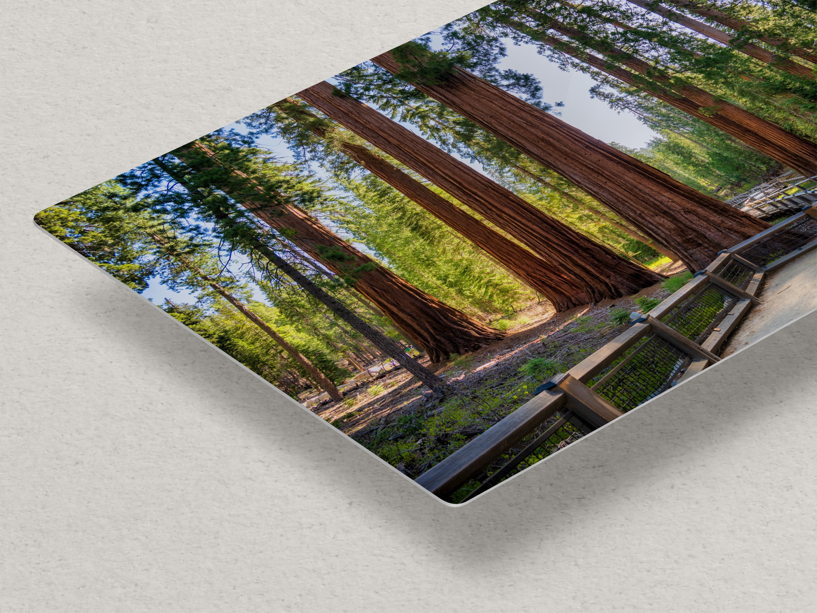 Giant Sequoia Tree Forest Picture Nature Photo | Yosemite Redwood Trees for Nature Lovers & Forest Bathing Relaxation, Meditation Artwork