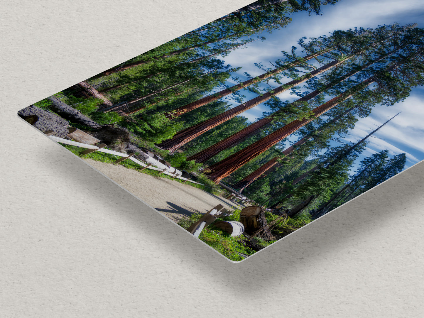 Giant Sequoia Tree Forest Picture Nature Photo, Redwood Trees Forest Bathing Decor, Relaxation Artwork for Home or Office