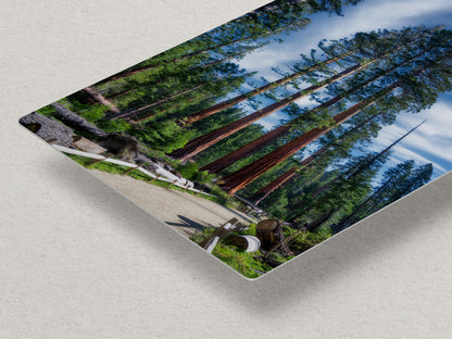 Giant Sequoia Tree Forest Picture Nature Photo, Redwood Trees Forest Bathing Decor, Relaxation Artwork for Home or Office