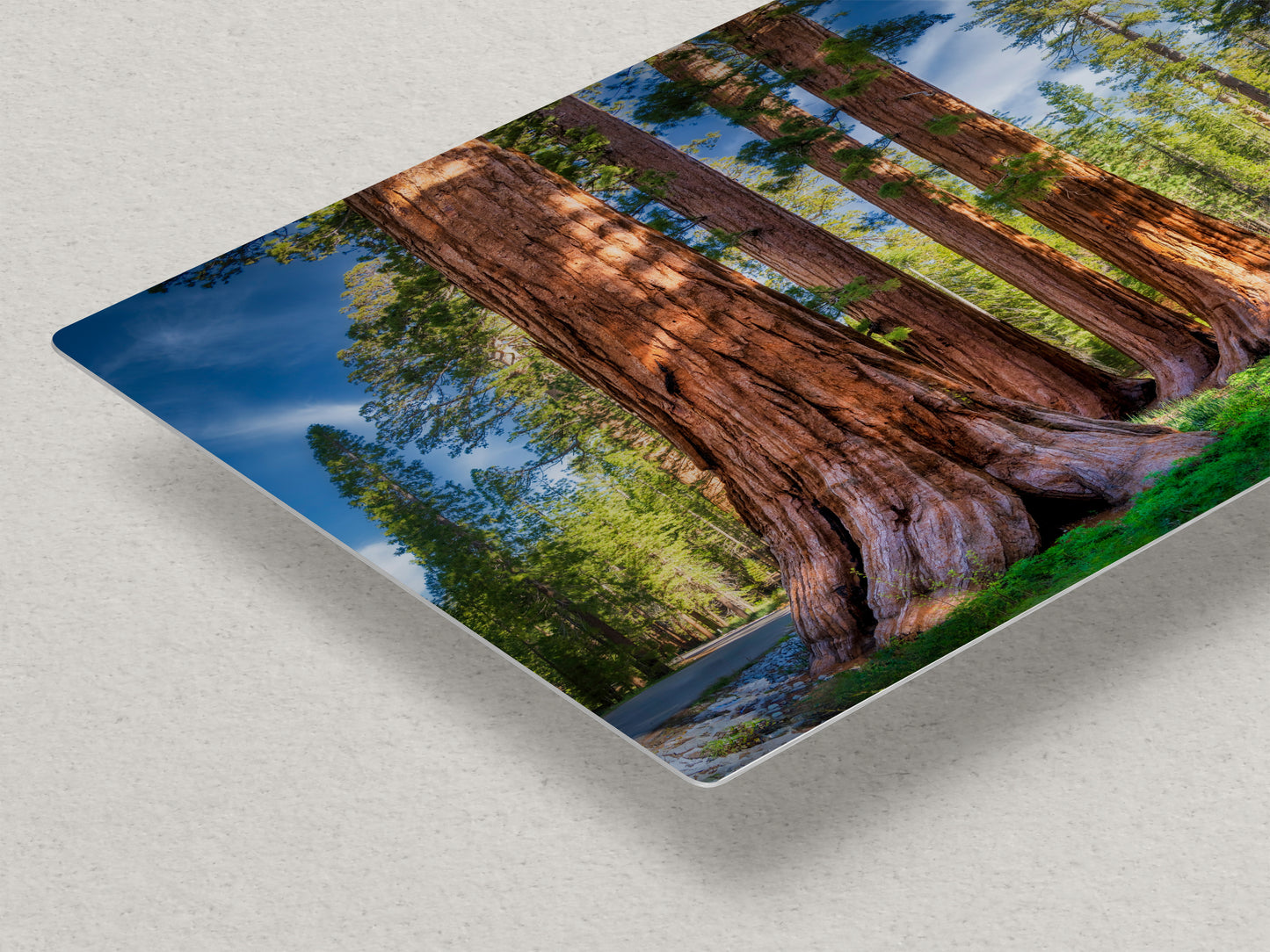 Giant Sequoia Tree Forest Picture Nature Photo, Redwood Trees Forest Bathing for Relaxation and Meditation in Living Room and Office