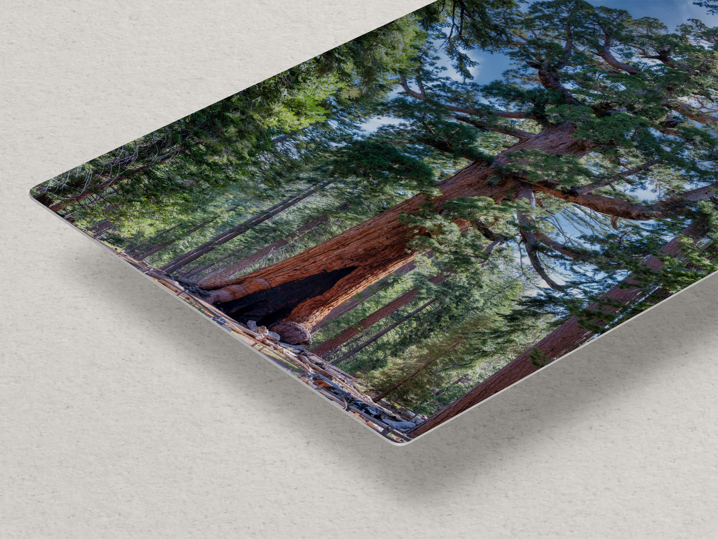 Giant Sequoia Tree Forest Picture Nature Photo, Yosemite Redwood Trees, Mariposa Grove Tree Hugger Decor, Forest Bathing for Relaxation