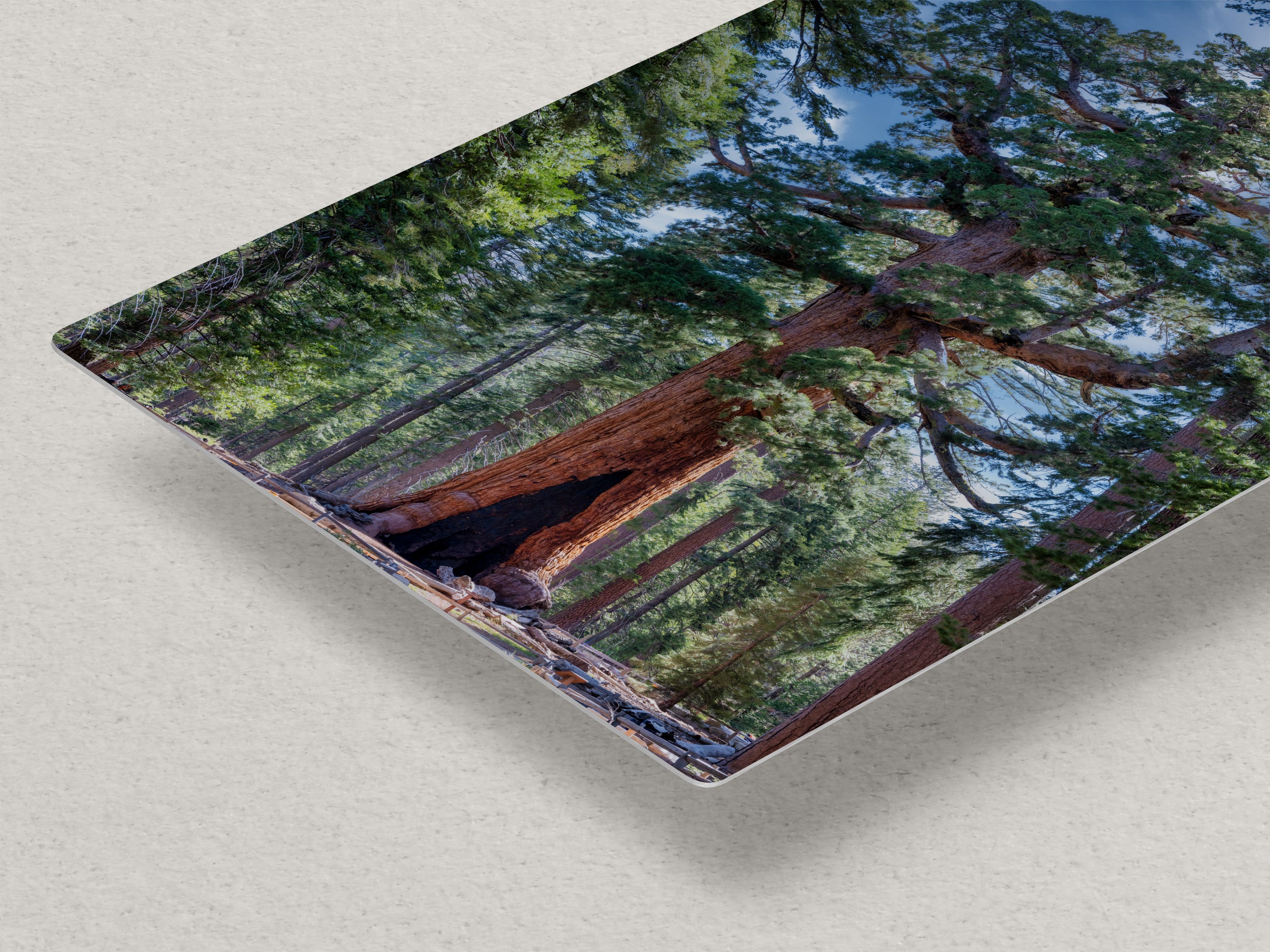 Giant Sequoia Tree Forest Picture Nature Photo, Yosemite Redwood Trees, Mariposa Grove Tree Hugger Decor, Forest Bathing for Relaxation
