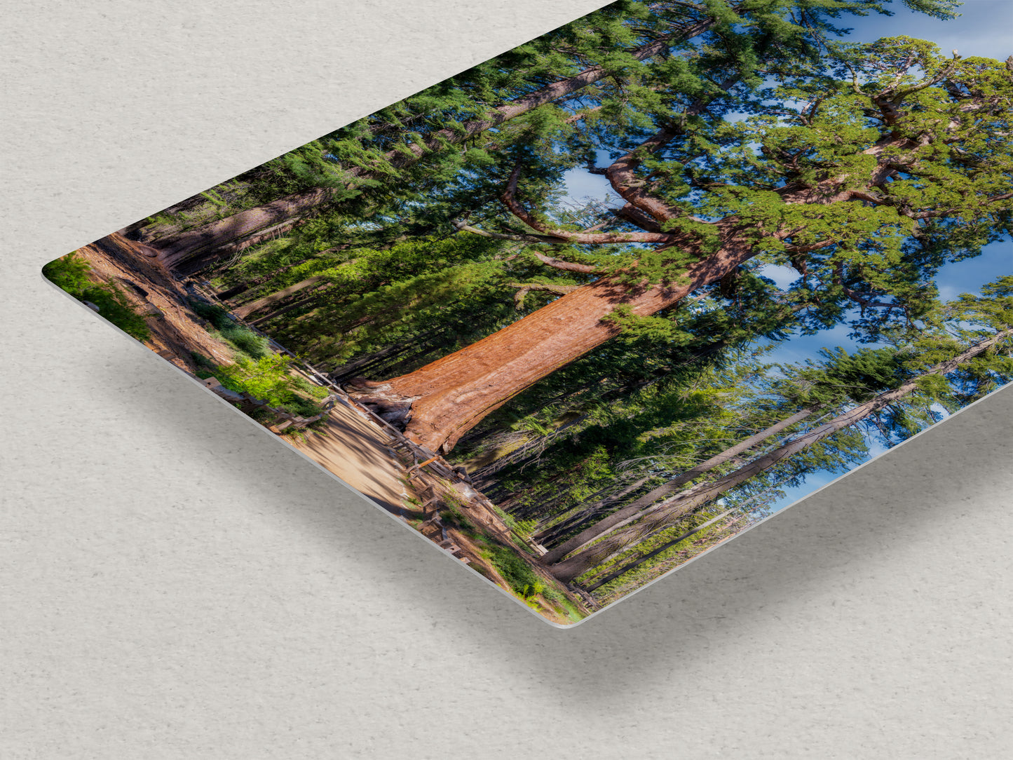 Giant Sequoia Tree Forest Picture Nature Photo, Yosemite Redwood Trees, Forest Bathing for Nature Lovers, House and Office