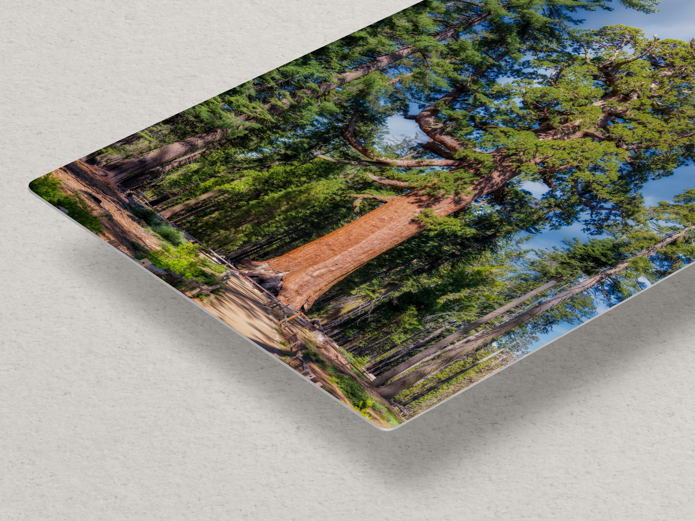 Giant Sequoia Tree Forest Picture Nature Photo, Yosemite Redwood Trees, Forest Bathing for Nature Lovers, House and Office