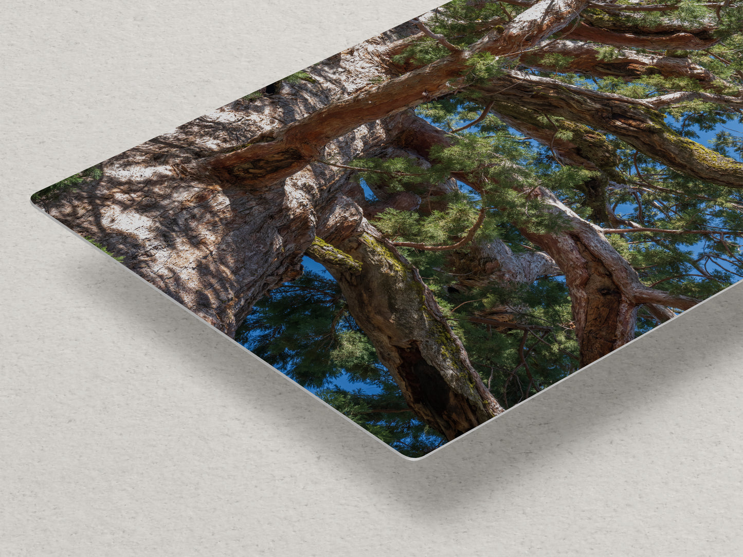 Giant Sequoia Tree Forest Picture Nature Photo, Yosemite Mariposa Grove Redwood Trees, Forest Bathing Relaxation Artwork for Nature Lovers