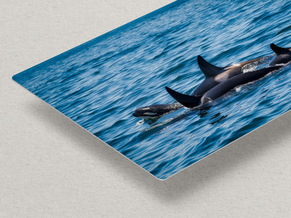 Orca Whale Marine Mammal Wildlife Photography, Killer Whale Ocean Art Print for Nature Lovers and Ocean Enthusiasts